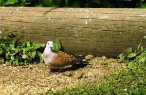 Turtle Dove