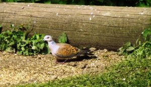 Turtle Dove 2